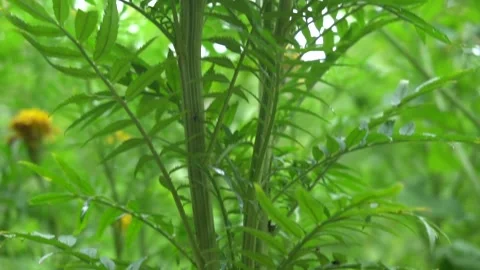 Marigold tree in the garden. Stock Footage 139323809