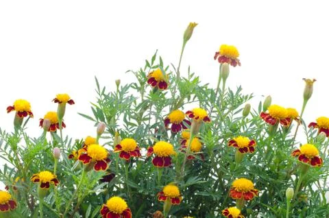 Marigold on tree isolated on white background Stock Photos