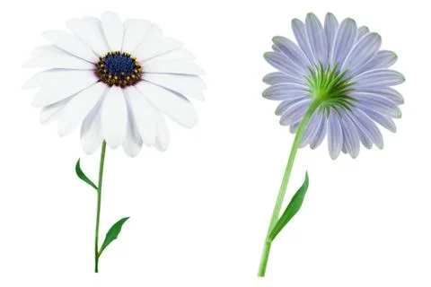 Marigold. Two different views to be used as design elements. Foto stock