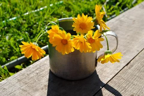 Marigold on the unpainted wooden surface Stock Photos