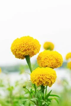 Marigold with white background. Stock Photos