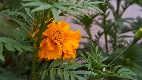 Marigolds are great sources of color in the garden, especially if you deadhea Stock Photos