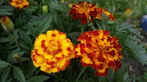 Marigolds, background, wallpaper Stock Photos