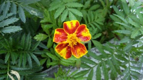 Marigolds, background, wallpaper Stock Photos