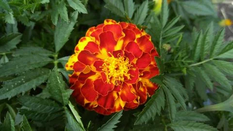 Marigolds, background, wallpaper Stock Photos