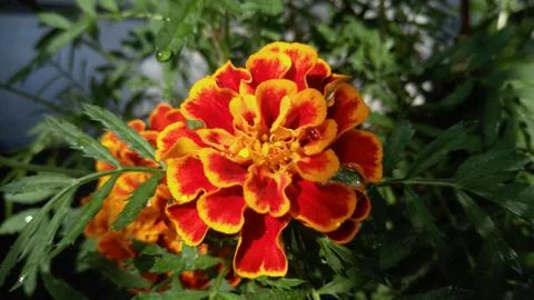 Marigolds, background, wallpaper Stock Photos