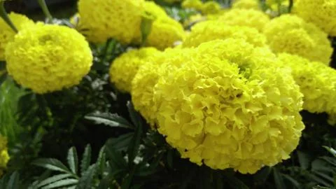 Marigolds, background, wallpaper Stock Photos