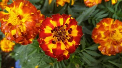 Marigolds, background, wallpaper Stock Photos