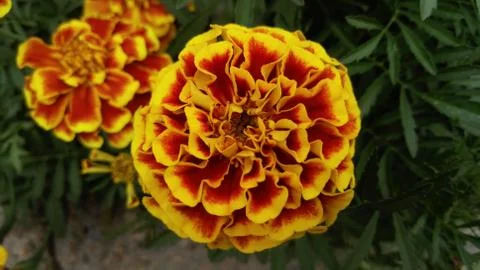 Marigolds, background, wallpaper Stock Photos