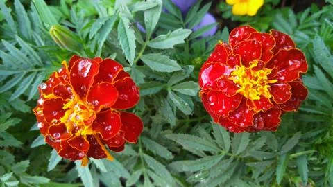 Marigolds, background, wallpaper Stock Photos
