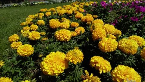 Marigolds, background, wallpaper Stock Photos