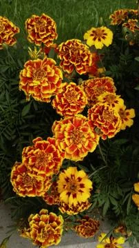 Marigolds, background, wallpaper Stock Photos