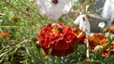 Marigolds, background, wallpaper Stock Photos