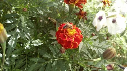 Marigolds, background, wallpaper Stock Photos