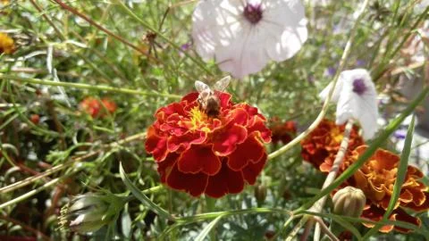 Marigolds, background, wallpaper Stock Photos