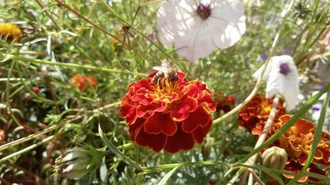 Marigolds, background, wallpaper Stock Photos