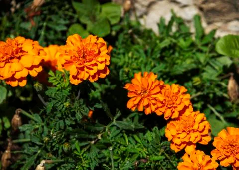 Marigolds blooming in the sun Stock Photos