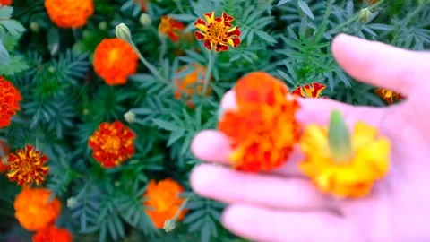 Marigolds blooms, selective focus. Woman's hand pick Marigold flowers and show Stock Footage 163502784