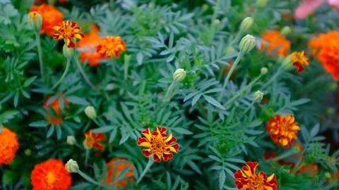 Marigolds blooms, selective focus. Woman's hand pick Marigold flowers and show Stock Footage 167795402