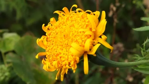 Marigolds complement the Golden Autumn range with their yellow color. Vídeo Stock 141223239