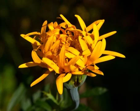 Marigolds complement the Golden Autumn range with their yellow color Foto stock