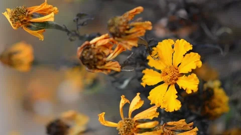 Marigolds with dry stems on background of flowers and grass. Stock Footage 166203345