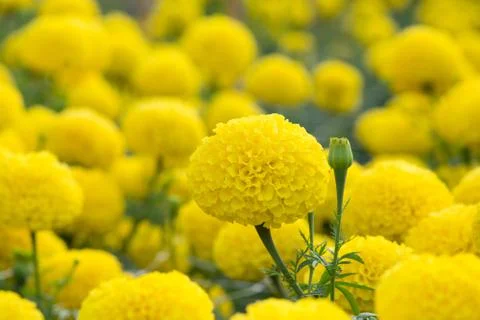 Marigolds flower fields, selective focus Stock Photos