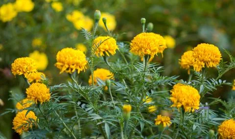Marigolds flower Stock Photos