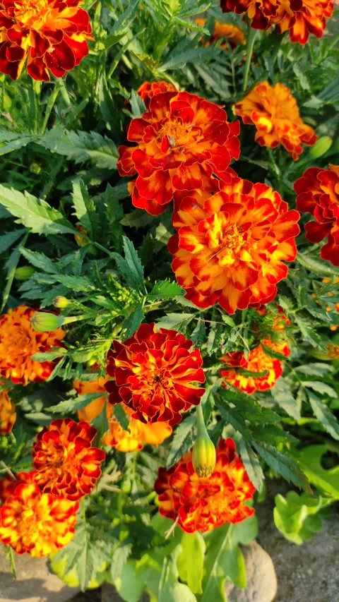 Marigolds in a flowerbed in the garden Stock Footage 340593085