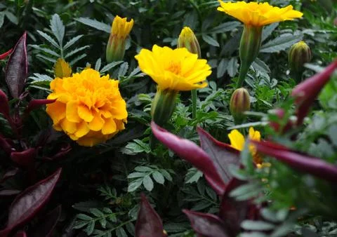 Marigolds on the flowerbed Stock Photos