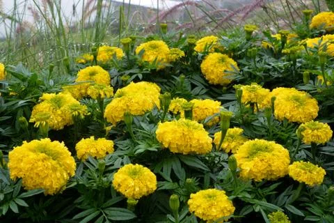 Marigolds flowers Stock Photos