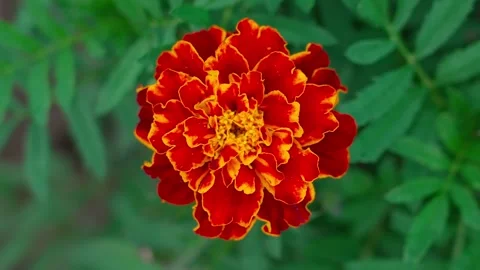 Marigolds Stock Footage 322775339