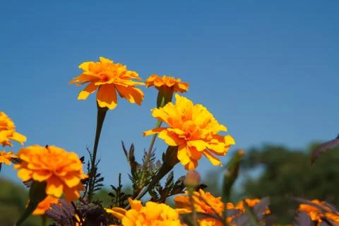 Marigolds in the garden Fotos Stock