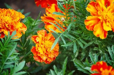 Marigolds  in the garden Stock Photos