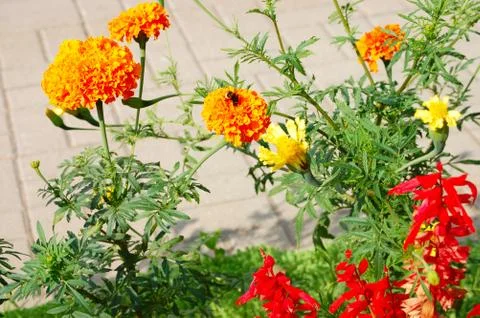 Marigolds  in the garden Stock Photos