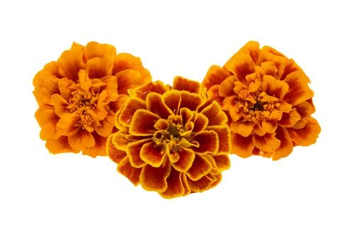 Marigolds isolated Stock Photos