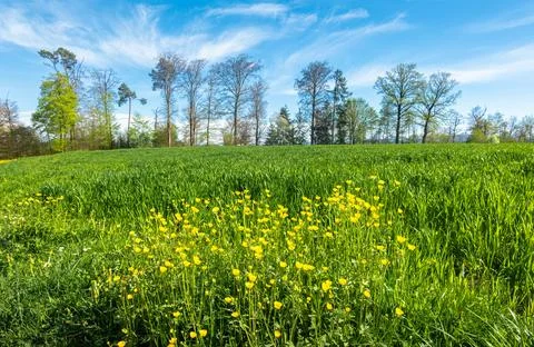 Marigolds in the meadow Stock Photos