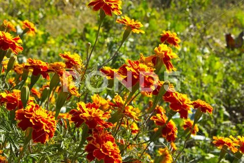 Marigolds or Tagetes Stock Photos