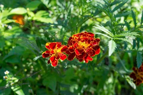Marigolds Stock Photos