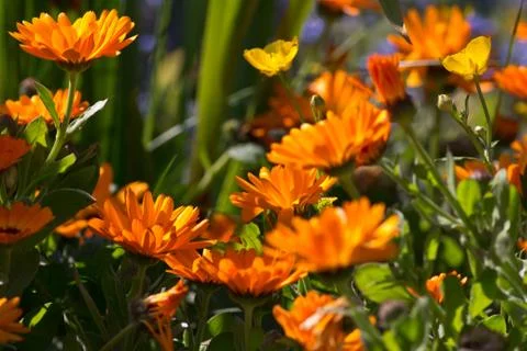 Marigolds Stock Photos