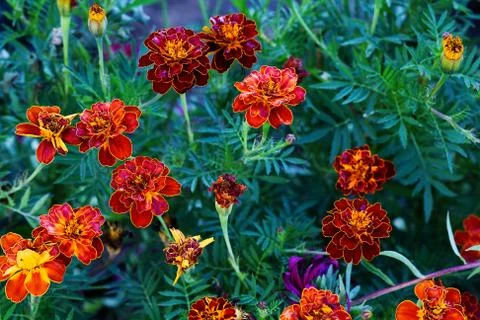 Marigolds Stock Photos
