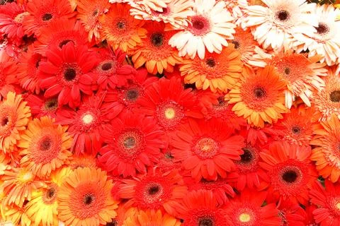 Marigolds 스톡 사진