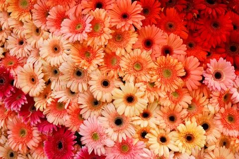 Marigolds Stock-Fotos