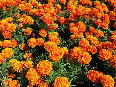 Marigolds Stock Photos