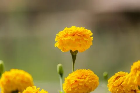Marigolds Stock Photos
