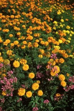 Marigolds 스톡 사진