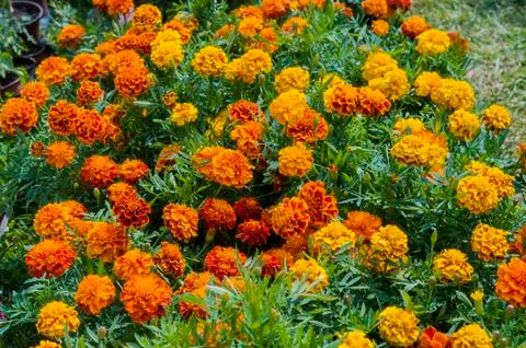 Marigolds Stock Photos