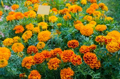 Marigolds Stock Photos