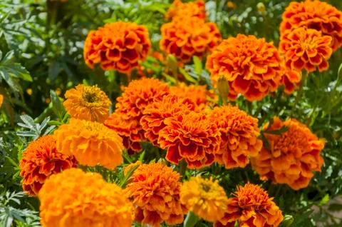 Marigolds Stock Photos