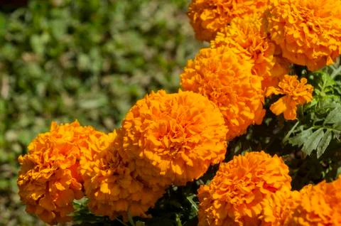 Marigolds Stock Photos